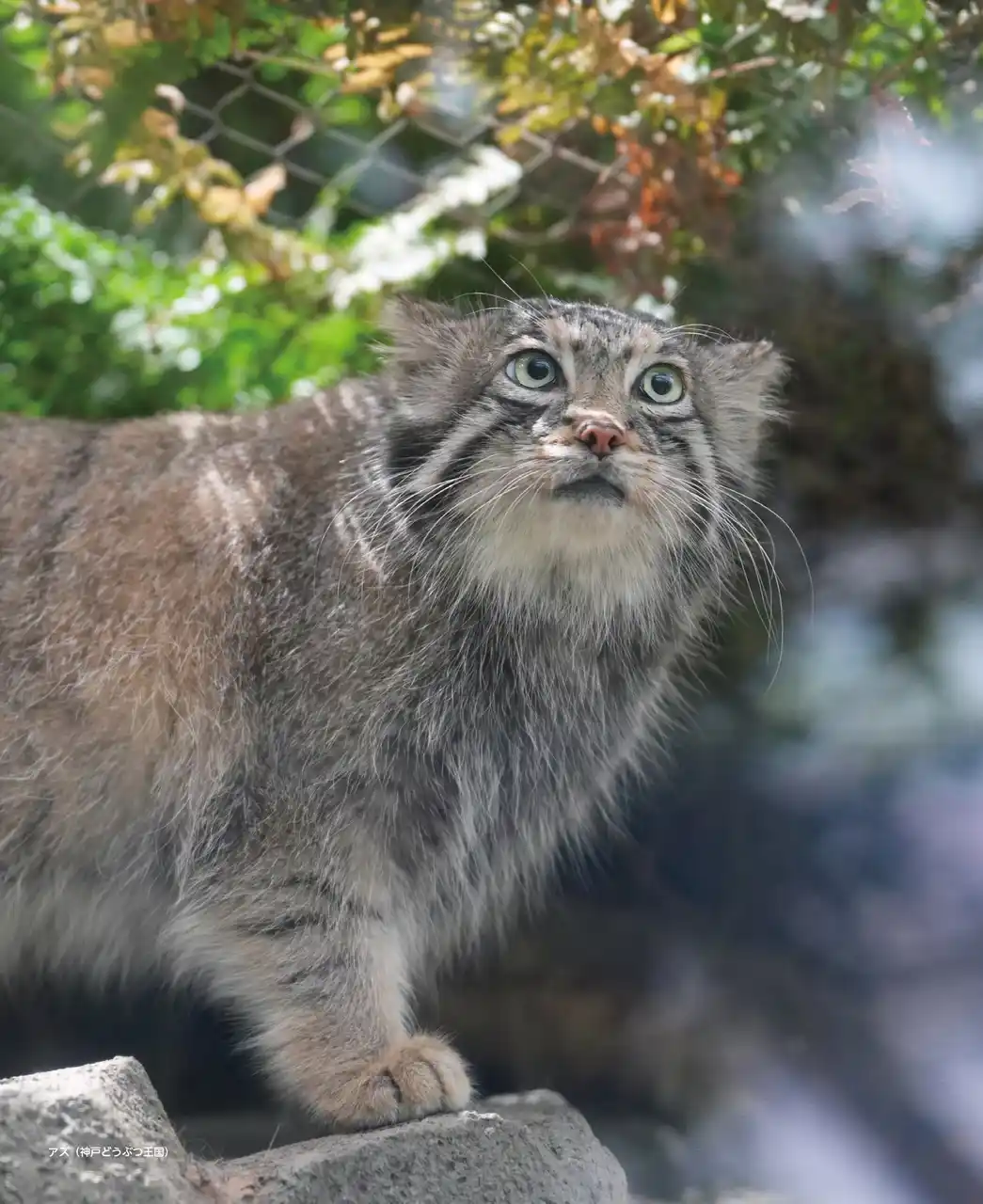 “世界最古の猫”が毎日を彩る！『2026 マヌルネコカレンダー』が新登場！