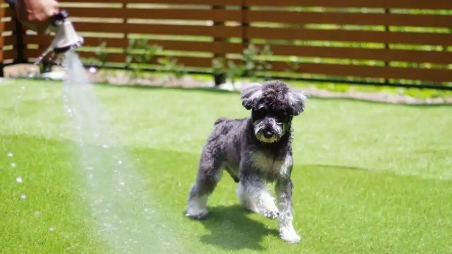 【株式会社西武・プリンスホテルズワールドワイド】 【箱根仙石原プリンスホテル】愛犬といっしょにお出かけプランを販売