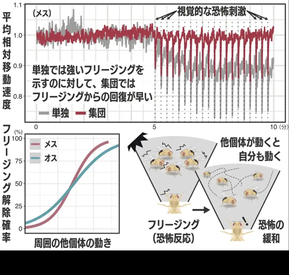 【国立大学法人千葉大学】 「多様性と同調」が集団をより強くする　ハエの行動から探る「群れの力」の遺伝基盤