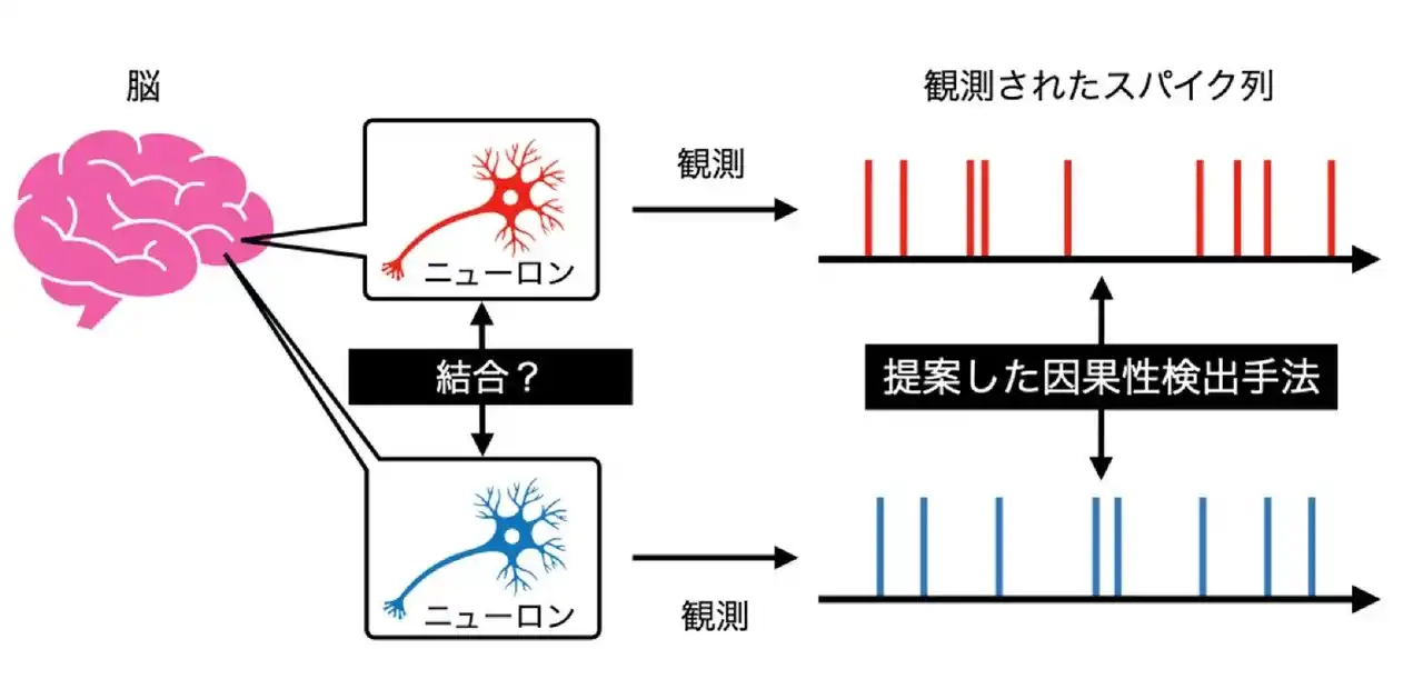 【東京理科大学】 ニューロン間の見えないつながりを明らかに ～神経細胞の機能的なつながりを、高精度に検出できる新手法～