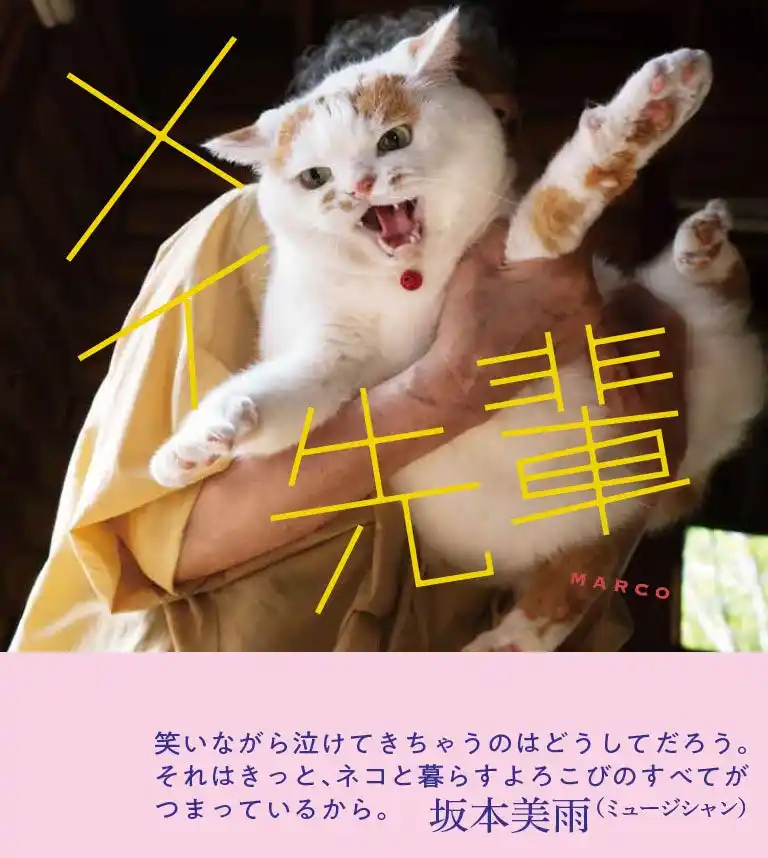 父「とにかく重くて苦しい」午前３時にお父さんのお腹にダイブするあの猫が写真集に。『メイ先輩』発売