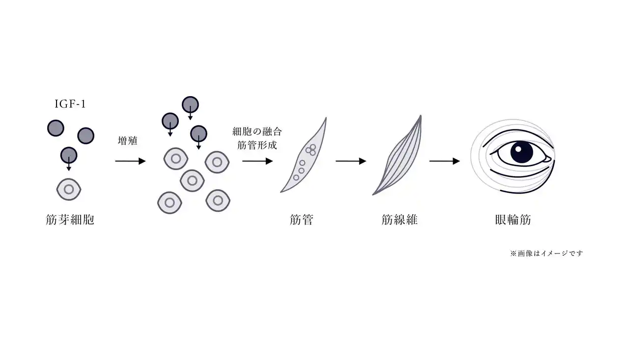 発酵エイジングケア*¹ブランド「FAS」を展開するシロク、「日本抗加齢医学会総会」にて研究成果を発表