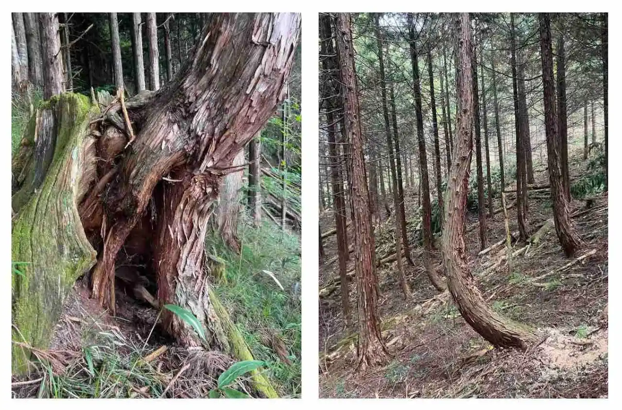 【合同会社 好森山房】 自然の形状を生かした、森を感じるプロダクトを制作開始！