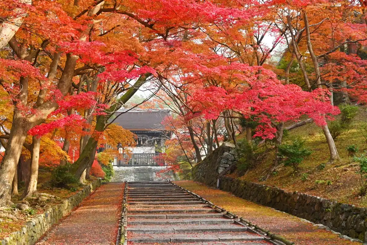 【株式会社ハトヤ瑞鳳閣】 【京都・紅葉期間限定特別OPEN】毘沙門堂 × BAIKAL Cafe歴史ある寺院で楽しむ、紅葉と洋菓子の特別なコラボレーション