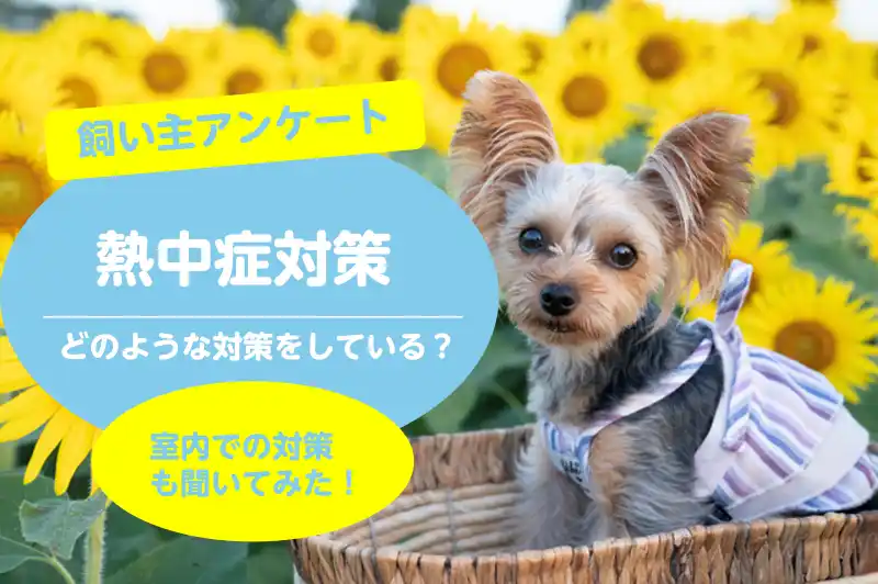 【株式会社バウムクーヘン】 【愛犬の熱中症対策に関するアンケート調査】飼い主138名を調査