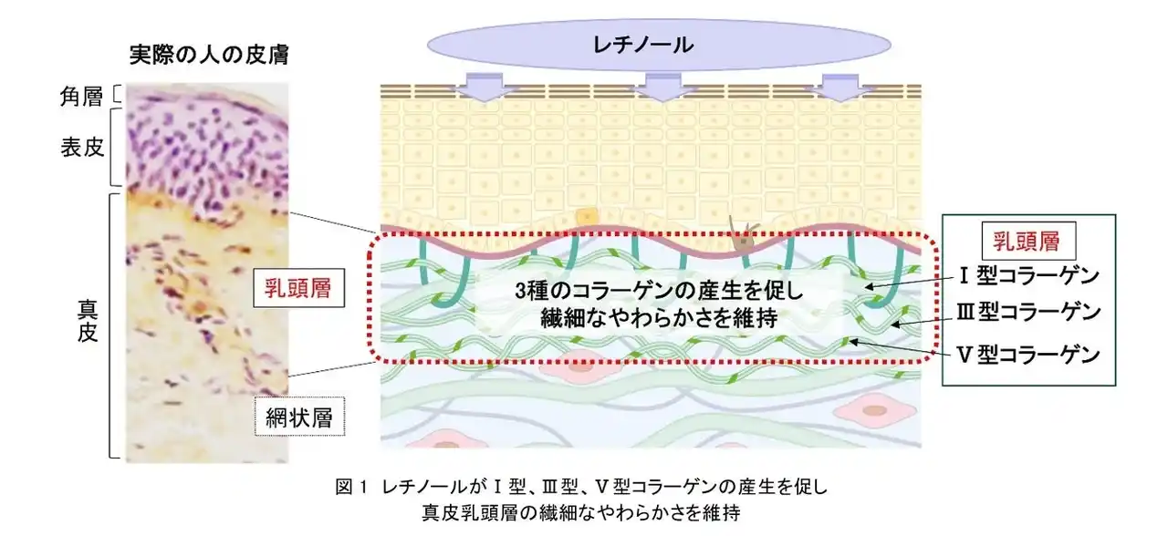 【株式会社資生堂】 資生堂、レチノールに未来のシワを作らせない新機能を発見　～繊細なやわらかさを備える乳頭層がメカニカルストレスを吸収しシワを予防～