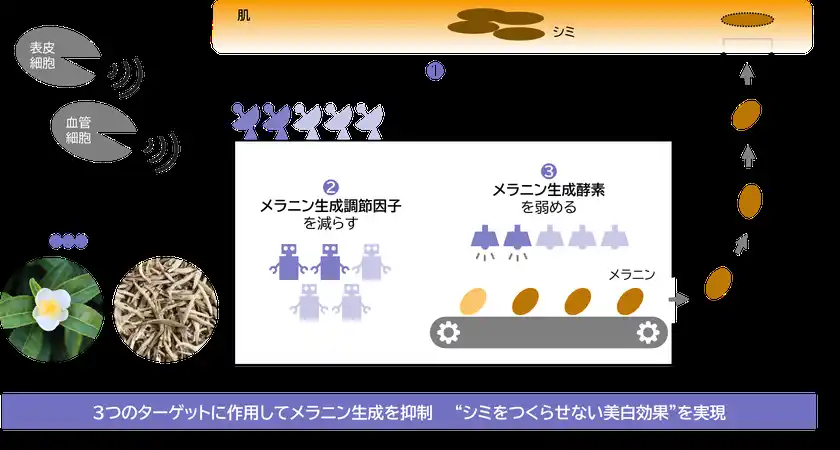 研究成果の概要