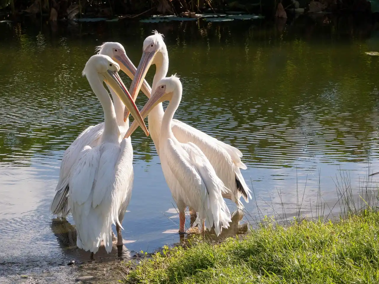 【株式会社アイデム】 アイデムフォトギャラリー［シリウス］第17回写真を楽しむ仲間「せせらぎ」写真展 「どうしましょ　Choices」 期間：2026年3月12日（木）～3月18日（水）