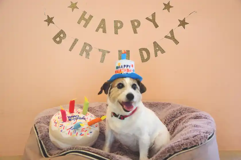 【The Canvas Hayama Park】秋の葉山で心あたたまる3つの宿泊プラン。感謝の気持ちを届けるレタープランや焚火体験、“犬の日”にちなんだ愛犬プランが登場！