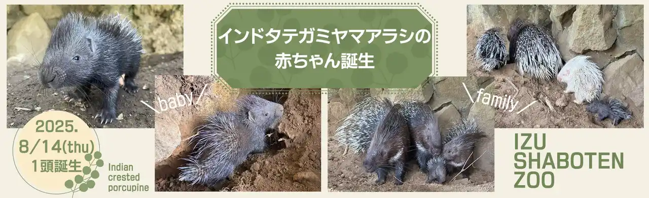 伊豆シャボテン動物公園でインドタテガミヤマアラシの赤ちゃん誕生！4月に生まれた白と黒の双子のきょうだいと一緒にすくすく成長
