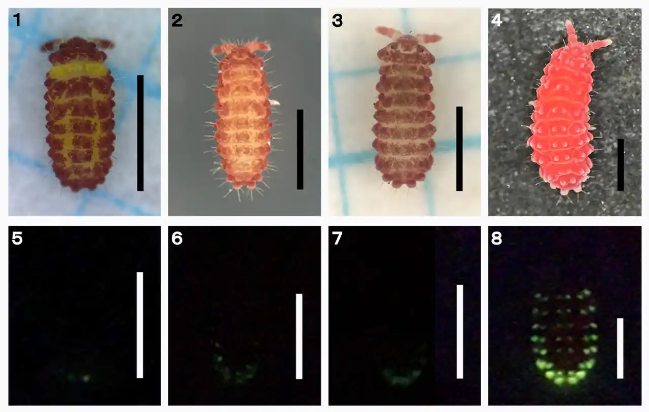 【多摩六都科学館】世界初！新種の発光トビムシを発見