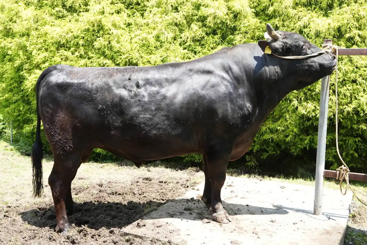 【アニマルジェネティックスジャパン株式会社】 黒毛和種種雄牛「姉久姫」が北海道育種価（脂肪交雑基準値部門）で2期連続第1位を獲得