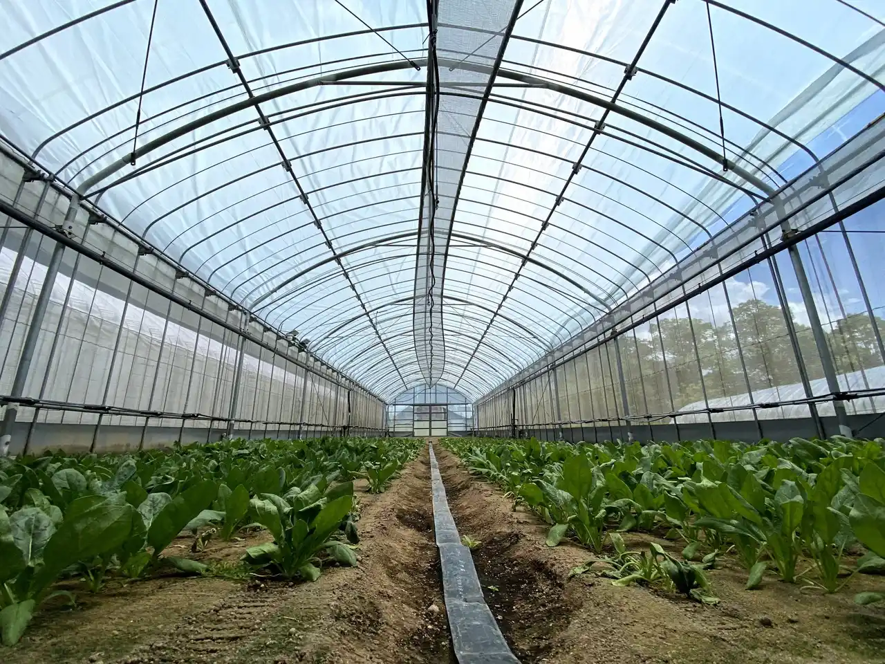【住友金属鉱山株式会社】 農業プロジェクト「ReFarm by SOLAMENT」本格始動