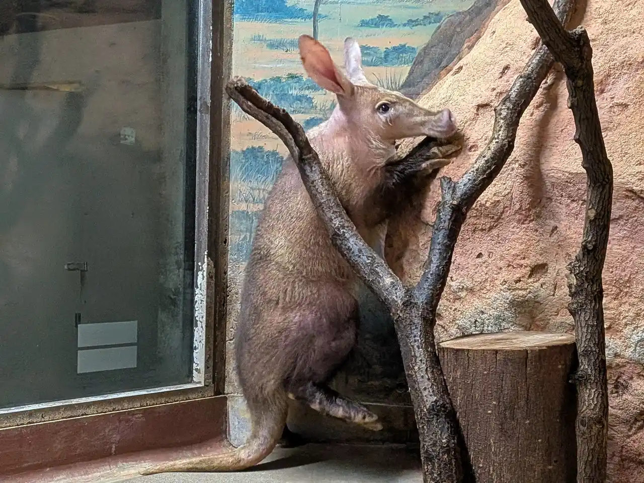 【豊橋市】 【のんほいパーク】豊橋総合動植物公園に「ツチブタ（名前募集中）」と「サーバル」が新しく仲間入りしました！