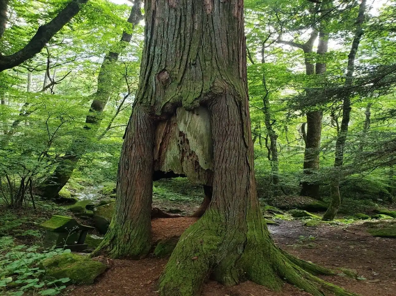 【いのち会議】～いのち宣言をつなぐ「100のアクション」～　第20回「日本の伝統文化における自然観の再発見」