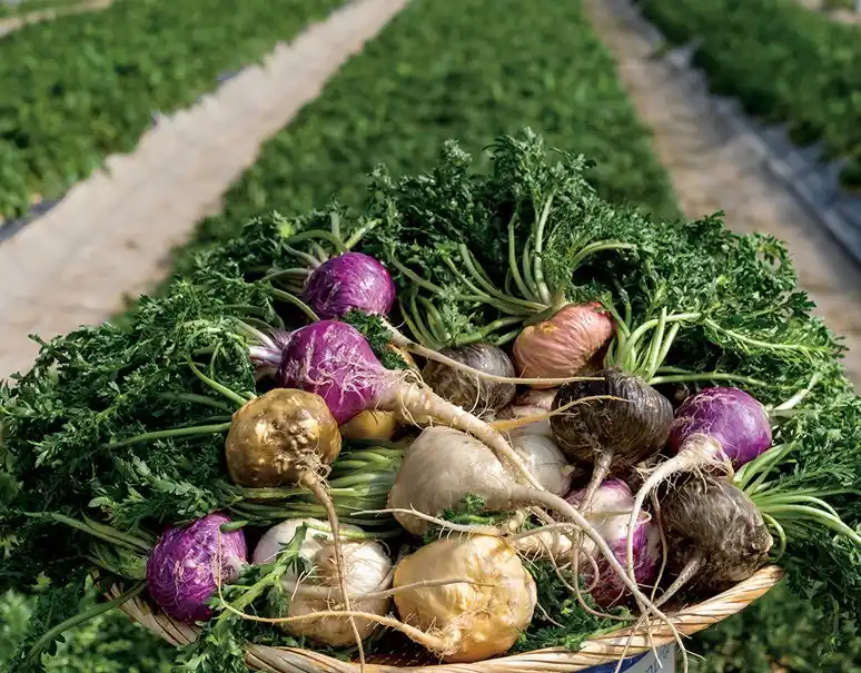 【株式会社　食文化】 日本産の生マカ「ベジマカ」を葉付きでお届けします！