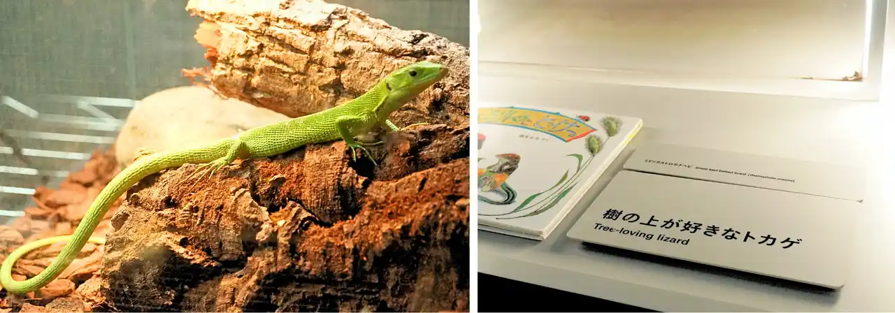 【AOAO SAPPORO】北海道の動物園・水族館で初の常設展示「樹の上が好きなトカゲ」の展示スタート
