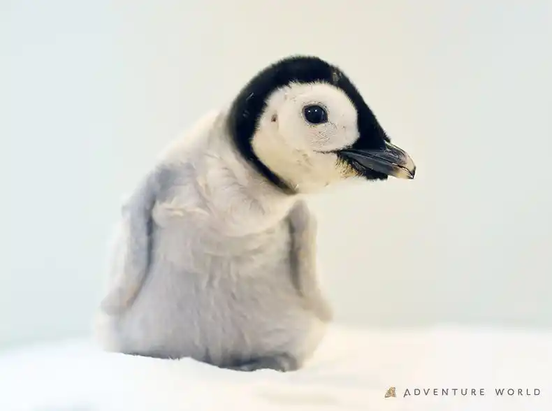【アドベンチャーワールド】 未来へつなぐ、いのちのバトン　４年ぶり誕生のエンペラーペンギンの赤ちゃん　親鳥の抱卵中止に伴い、若い未経験ペアに子育てを託す自然育雛へ