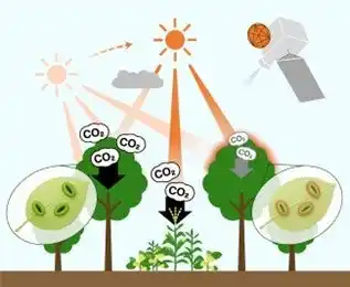 【国立大学法人千葉大学】 気象衛星ひまわりで30分ごとに光合成活動を可視化～ 植物の“昼寝”を宇宙から監視できる時代へ ～