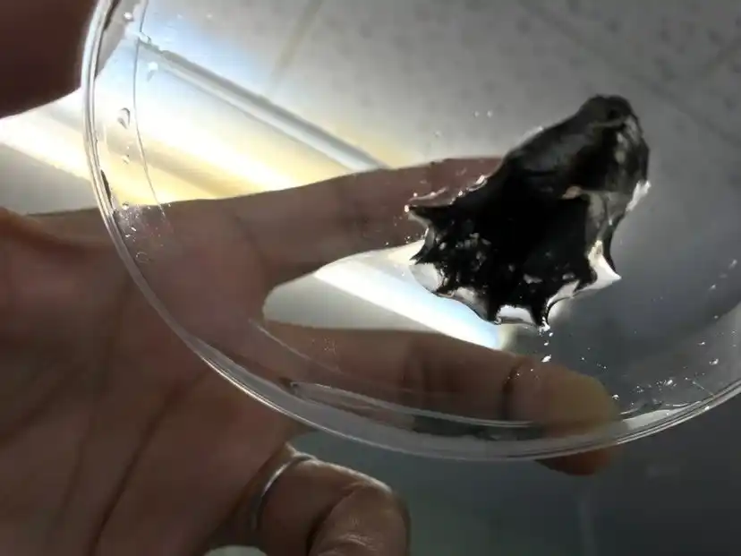 【独立行政法人国立高等専門学校機構】 【和歌山高専】世界初！コウモリダコの巨大ゲノムの解読に成功　～深海生物のゲノム多様性について新たな知見～