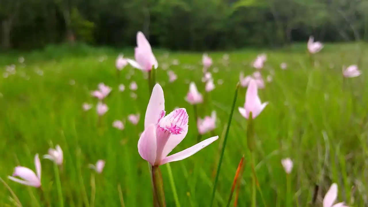 ＜12/19（金）＞「日本自然保護大賞2025」保護実践部門 授賞セレモニー開催！ （兵庫県三田市）