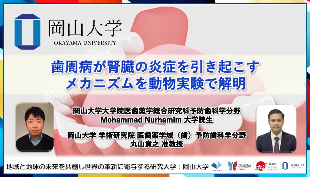 【岡山大学】歯周病が腎臓の炎症を引き起こすメカニズムを動物実験で解明