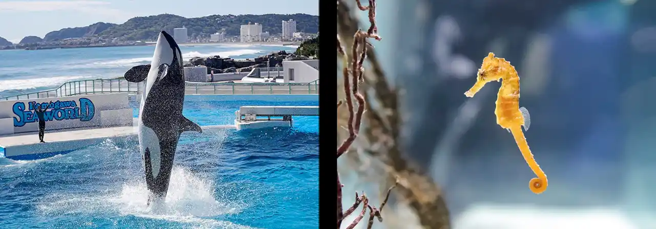 【グランビスタ ホテル＆リゾート】 【鴨川シーワールド】ホリデーシーズン後半も海の動物と！ 年末年始も鴨川シーワールドへ！イベント多数開催！！