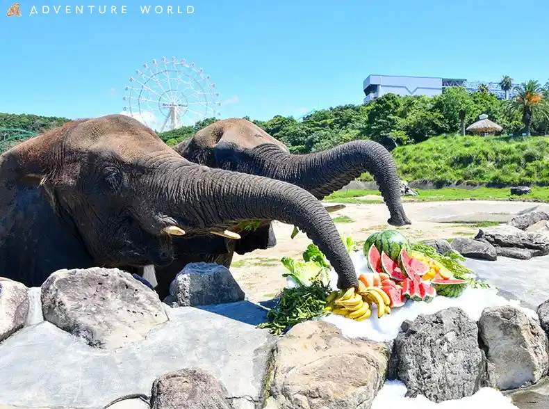 【アドベンチャーワールド】 暑さを吹き飛ばすCOOLなご褒美！「大暑の日」アフリカゾウにひんやり巨大かき氷をプレゼント