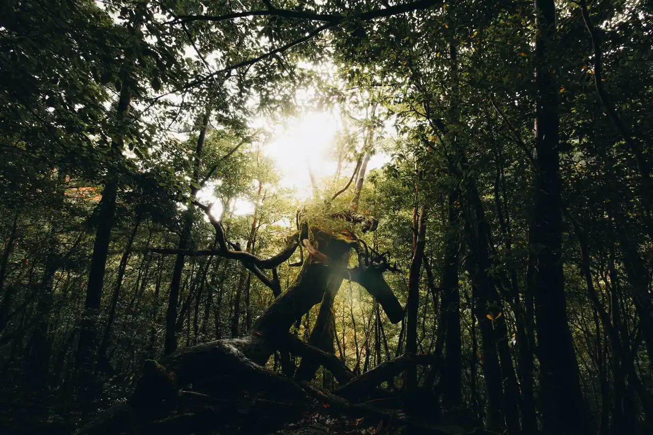 Travel Deeper into Real Japan.--TSUGU Japanが“本物の日本”を世界へ。訪日客の新しい定番メディアに