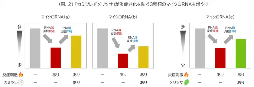 (図.2) 「カミツレ」「メリッサ」が炎症老化を防ぐ3種類のマイクロRNAを増やす