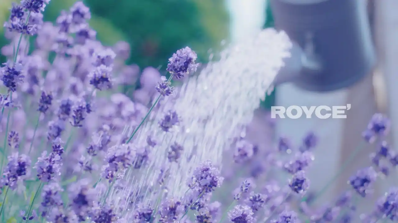 【ロイズ】新CM“生チョコレートのある暮らし篇”を放映開始。