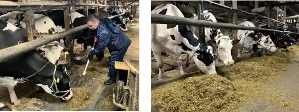 グリーンコープが耶馬渓町の牧場で酪農体験・研修を実施