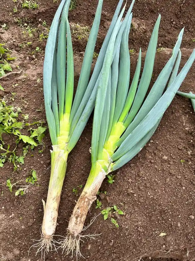 軟白は短いが極太の白ネギです