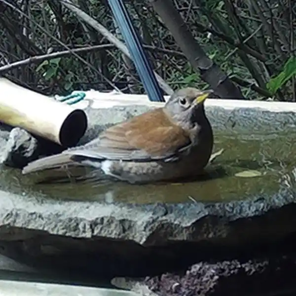 【株式会社　地域環境計画】 企業緑地向け「循環式バードバス」導入支援サービスを開始