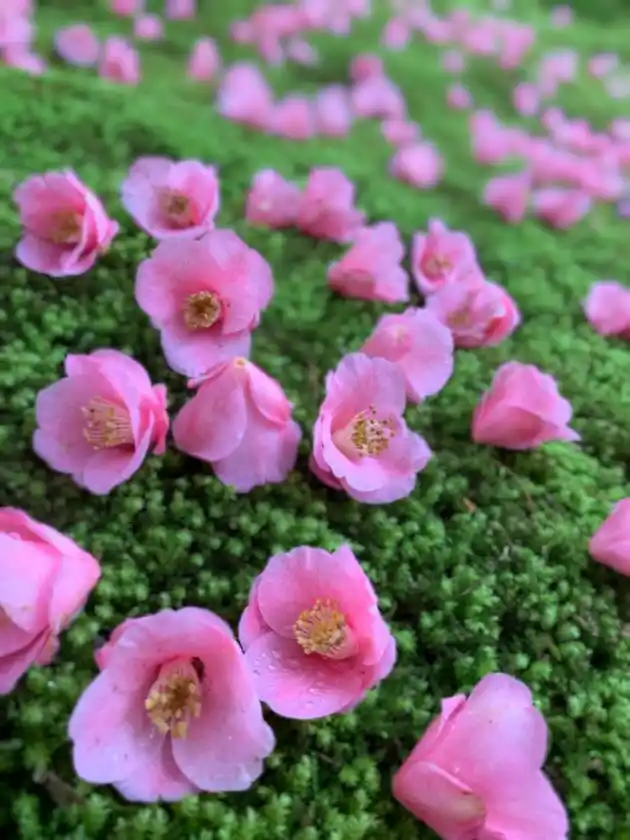 椿