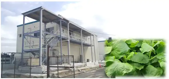 【NEDO】 植物による有用タンパク質の大量生産技術を開発しました