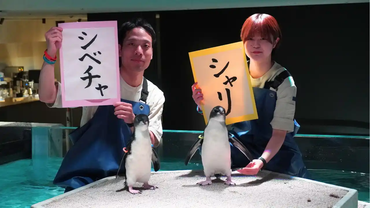 【AOAO SAPPORO】応募総数3,475件、北海道の市町村名から募集「キタイワトビペンギン」の雛の愛称は「シャリ」と「シベチャ」に決定