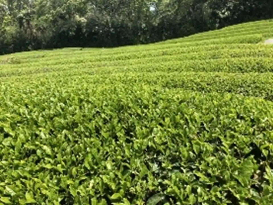 “幻の特産品”阿波晩茶エキス配合サプリメント「阿波晩茶オートファジー100TM」UHA味覚糖がエイジングケア（※）をテーマに7/25より提携販売開始