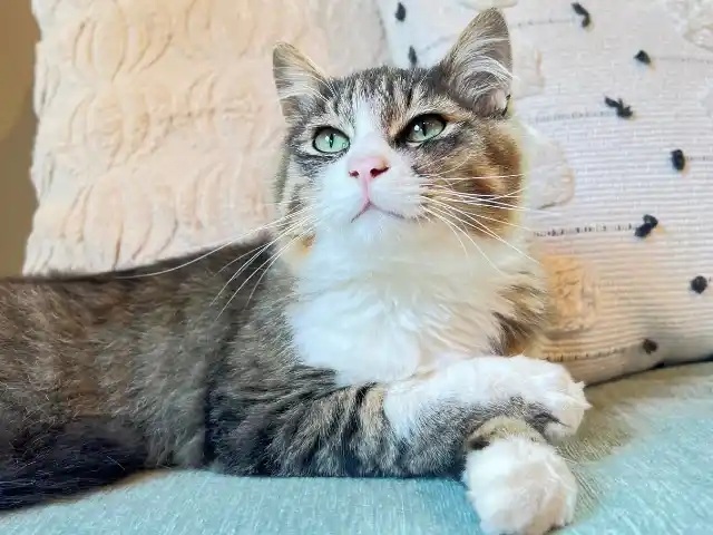 【株式会社和心村】 【関東】猫がいる宿・猫と泊まれる宿おすすめ10選