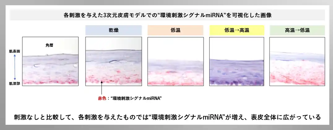 【株式会社 ザ・ギンザ】 【ザ・ギンザ】未来の肌をも美しく、強く、揺らがない肌へ 複数の外的刺激によって放出される因子をエクソソームから特定