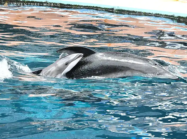 【アドベンチャーワールド】 未来へつなぐ、いのちのバトンカマイルカの赤ちゃんが誕生しました！