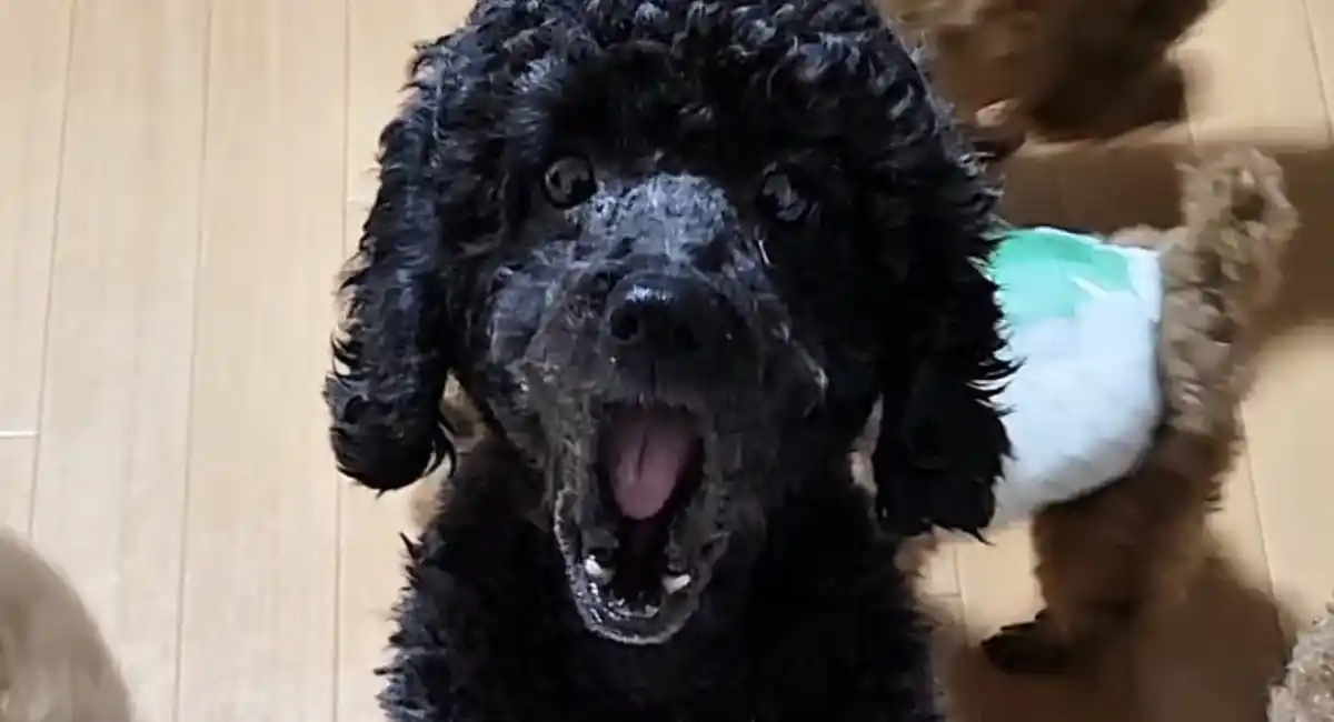 TikTok｢吉田家｣の〝しゃべる犬〟いちごちゃん、はーーいとお返事する総集編動画公開