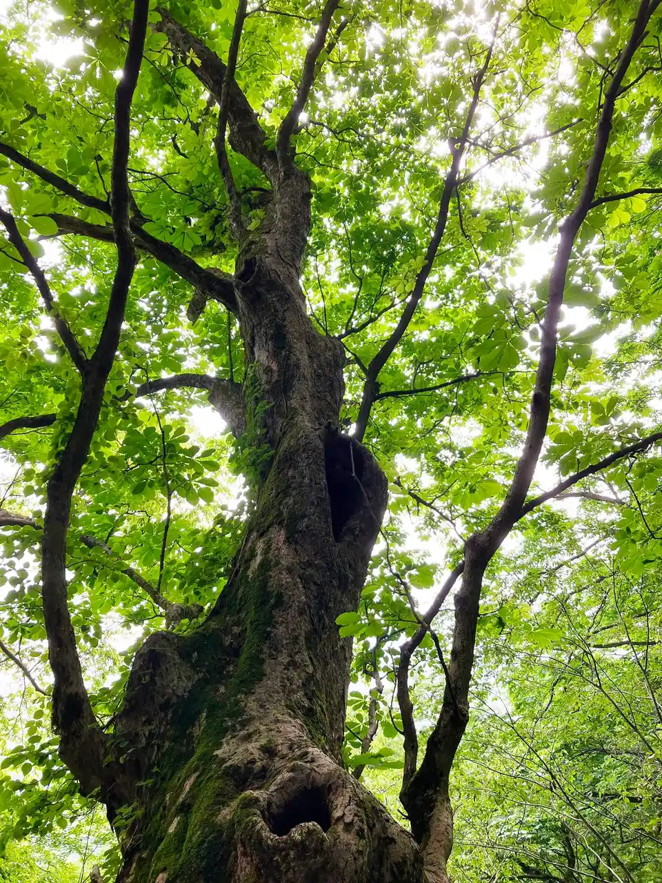 【ウッディパル余呉】 「栃の巨木と栃餅で紡ぐ 昔語りツアー」