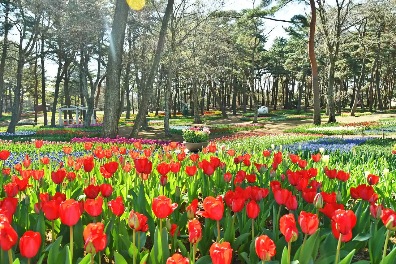 チューリップまもなく見頃です（国営ひたち海浜公園）