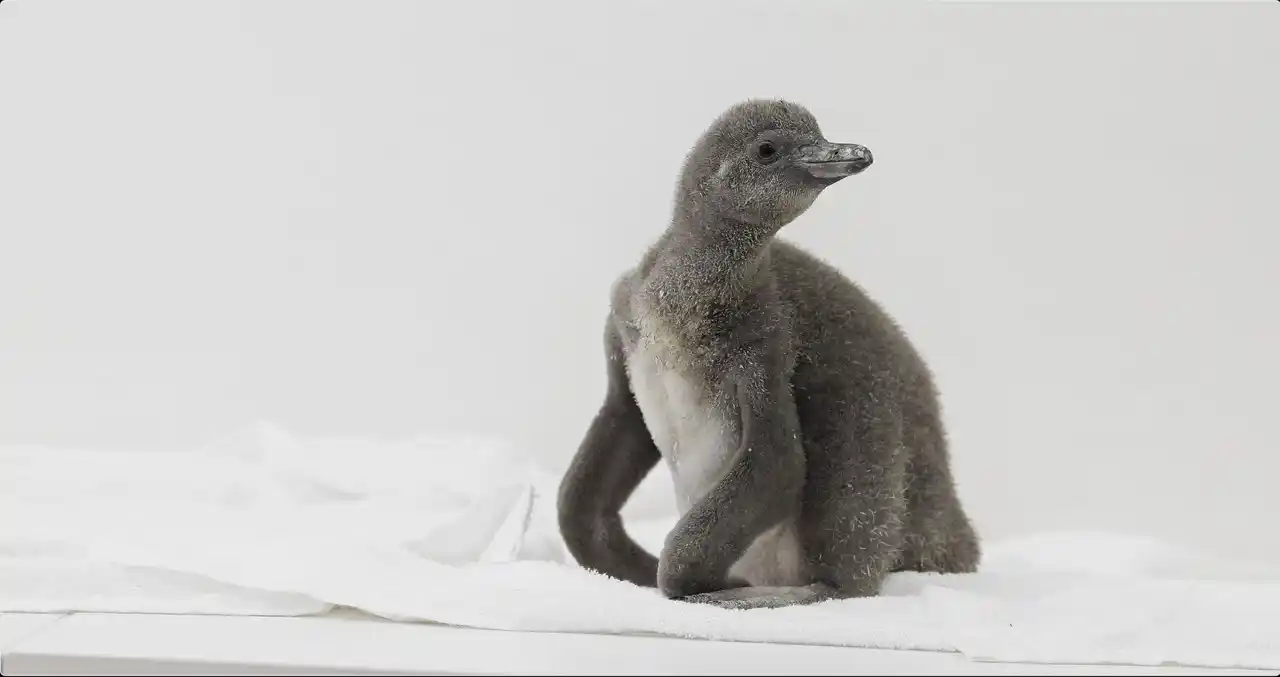 【合同会社DMM.com】 【DMMかりゆし水族館】フンボルトペンギンの赤ちゃん「いちご」が待望のデビュー！
