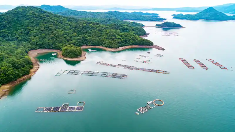 天草の海に、もう一度“未来”を。熊本県初！株式会社 ふく成が46年ぶりに新養殖魚種として「桜鱒（サクラマス）」の海面試験養殖を開始