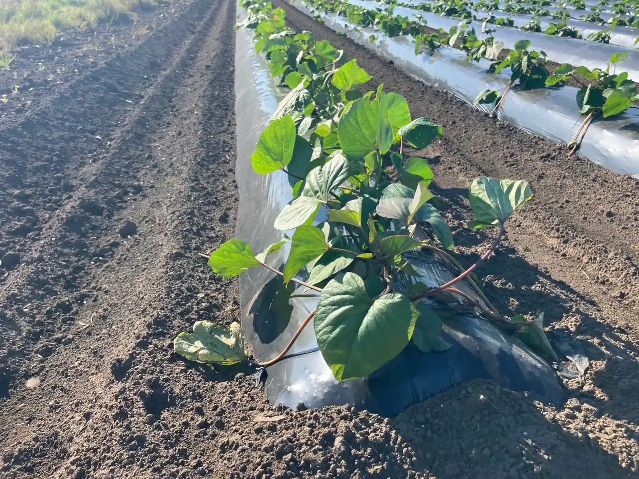 【昭光通商株式会社】 生分解性マルチフィルム「ネイチャーマスター(R)」に穴あきタイプを追加