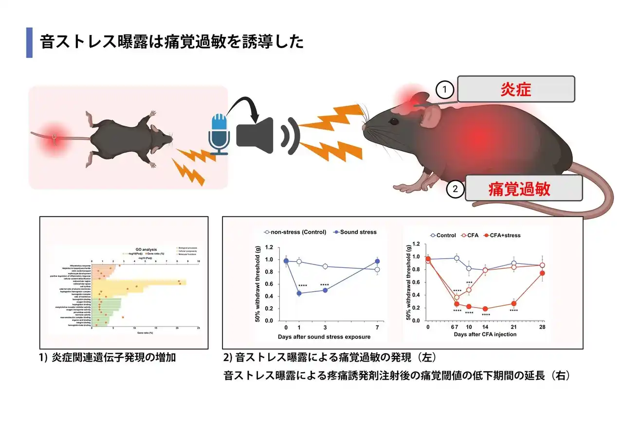 【東京理科大学】 「痛み」は音で伝搬する ～痛みが増す原因は他者の痛がる声にあった～