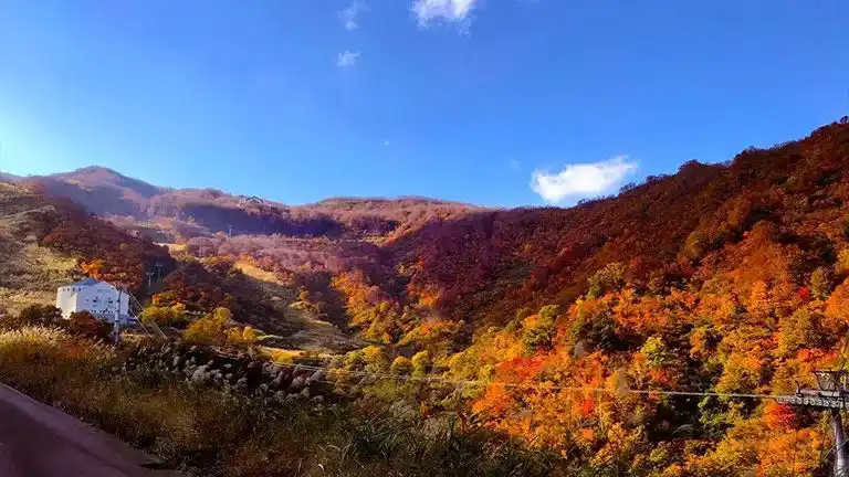 【株式会社LOTTE Hotel Arai】 【紅葉ピーク到来】ロッテアライリゾート「紅葉ゴンドラ」で体感する、秋の空中散歩！