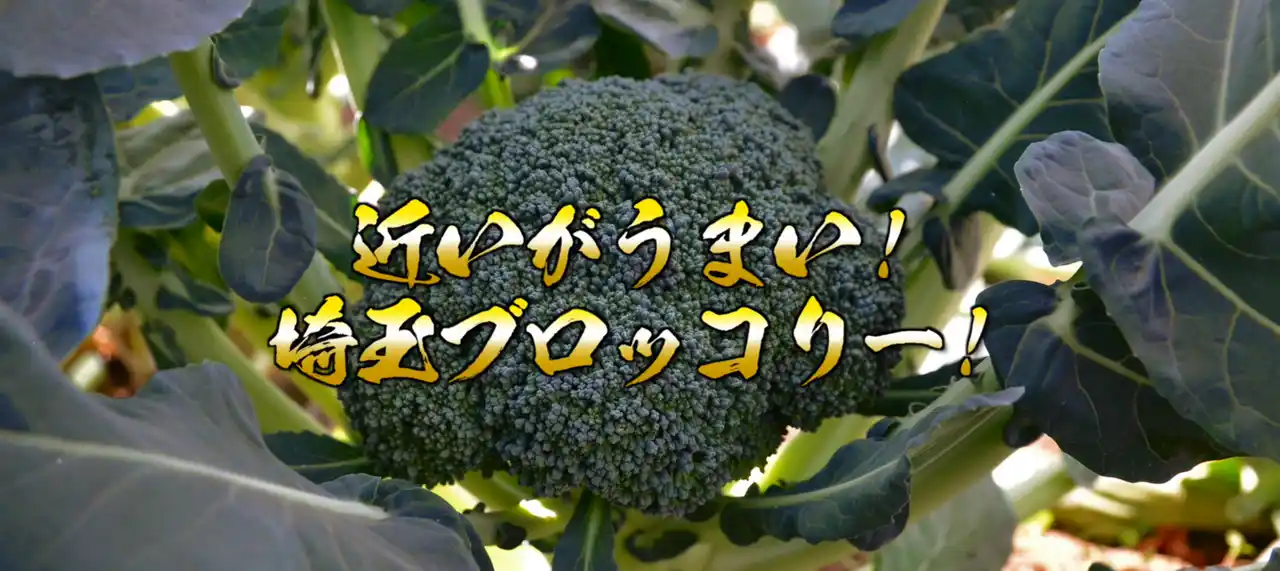 【全国農業協同組合連合会埼玉県本部】 いよいよ2026年４月、ブロッコリーが５２年ぶりの「指定野菜」へ！首都圏生産量No.1※ 埼玉県産ブロッコリーが、「鮮度」で消費拡大を牽引